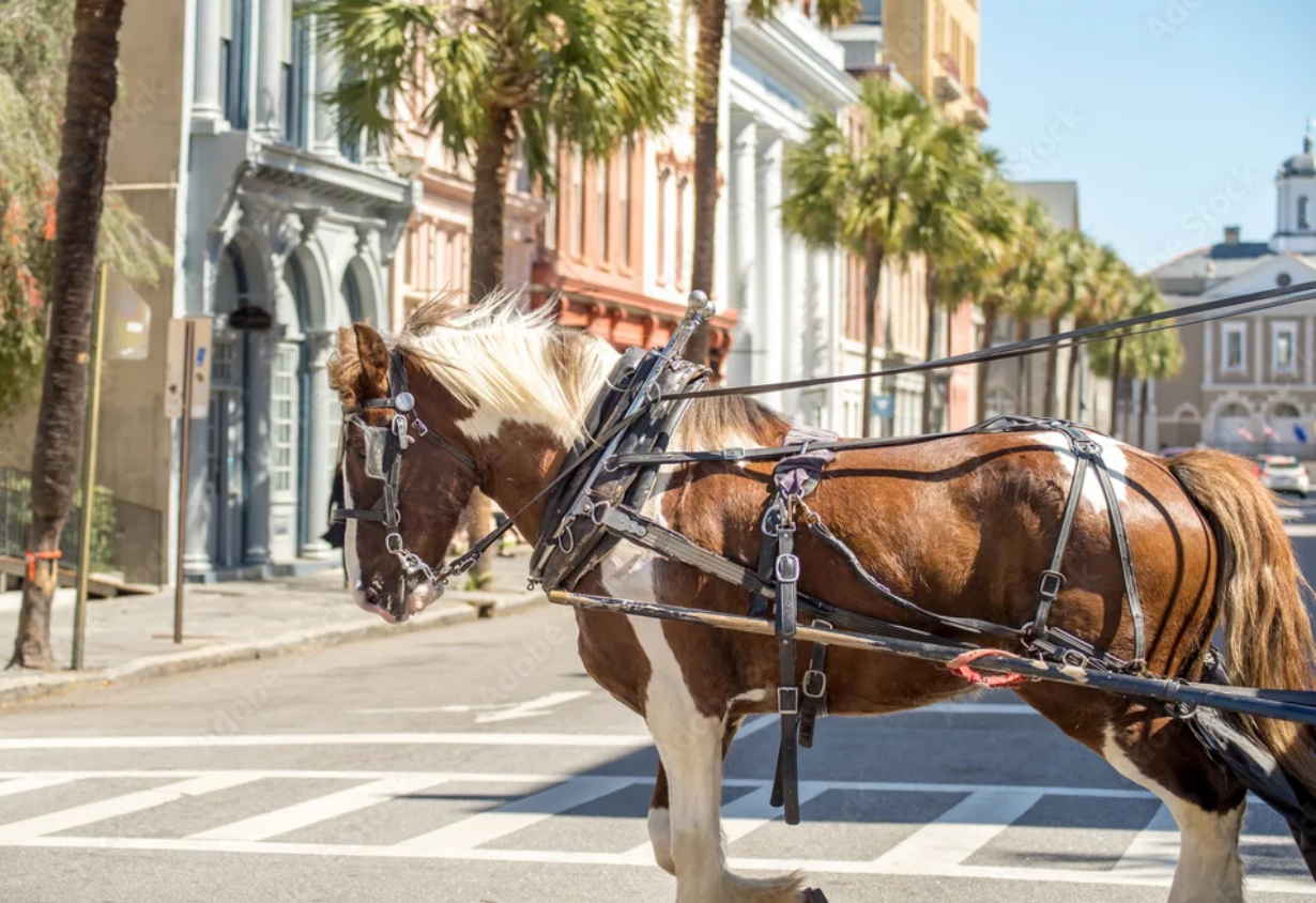 Showcase Your Business on The Palmetto Directory