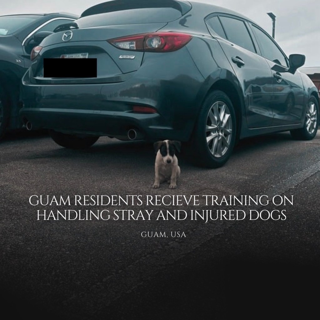 Guam Residents Receive Training on Handling Stray and Injured&nbsp;Dogs
