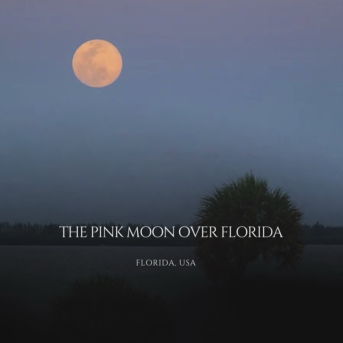The Pink Moon Over Florida